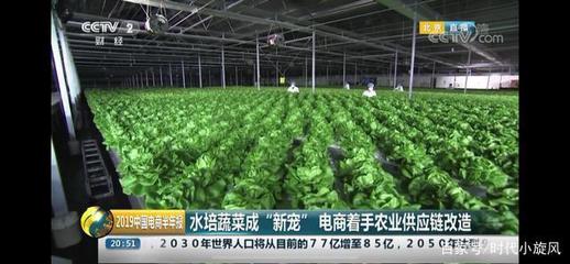 央視點贊 產銷一體化新模式，京東植物工廠為農業發展提供新思路